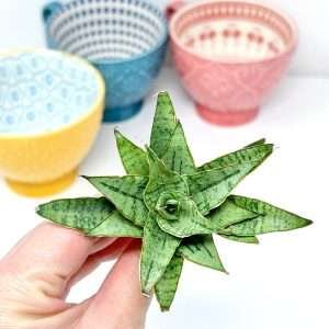 Sansevieria Sea Urchin Air Purifying Plant