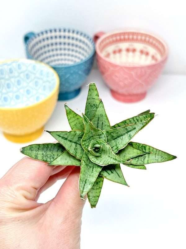Sansevieria Sea Urchin Air Purifying Plant