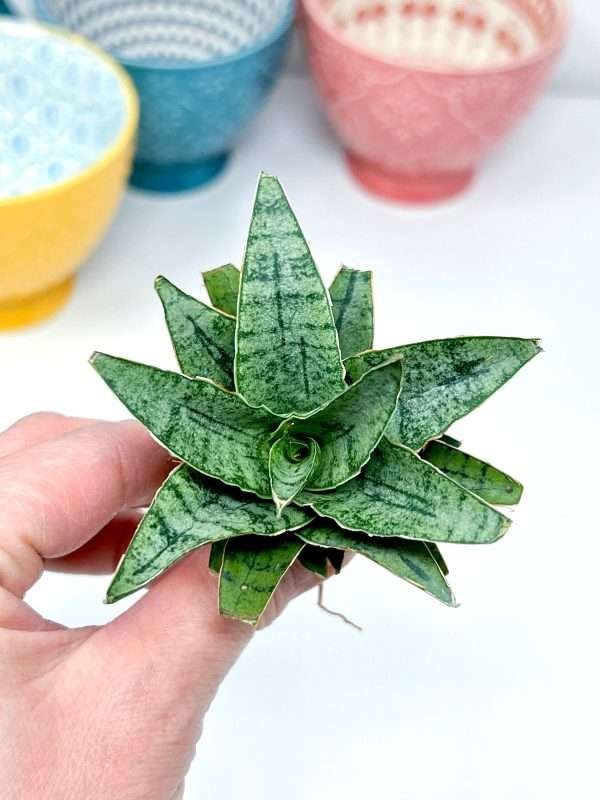 Sansevieria Sea Urchin Air Purifying Plant