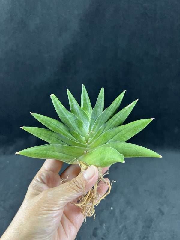 sansevieria moose
