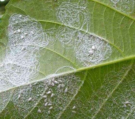 Common Pests Affecting Sansevieria white flies