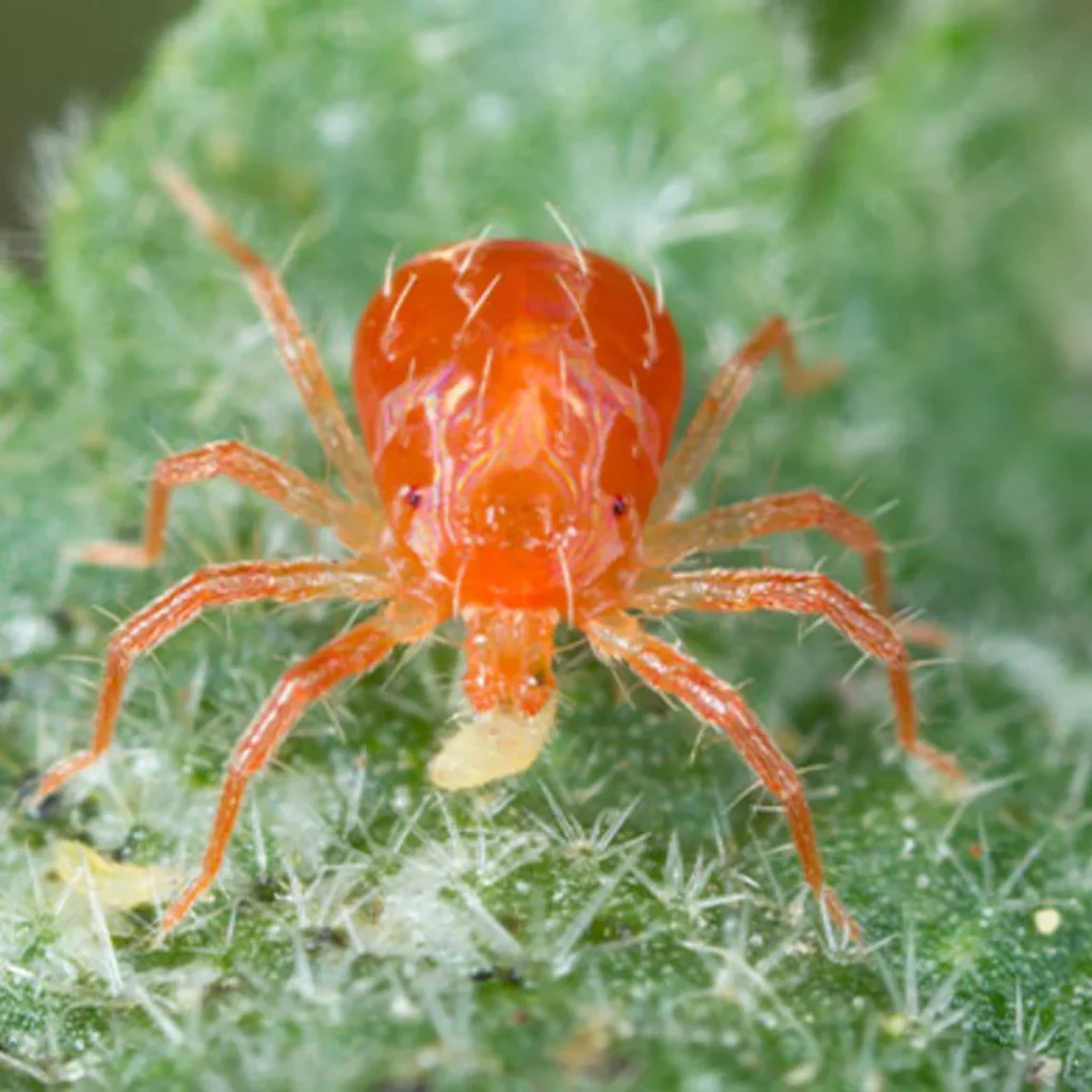 Common Pests Affecting Sansevieria spider mites
