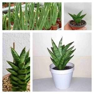 Sansevieria Collector's bundle
