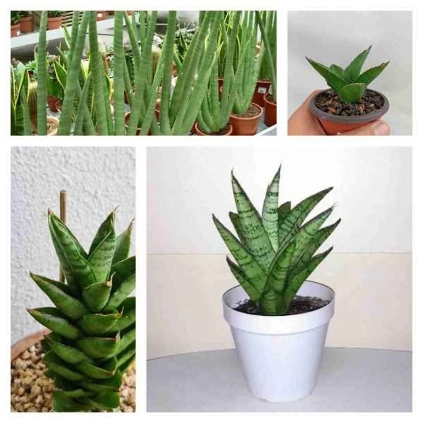 Sansevieria Collector's bundle
