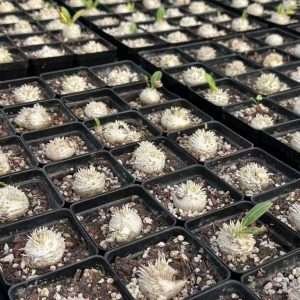 Pachypodium Brevicaule