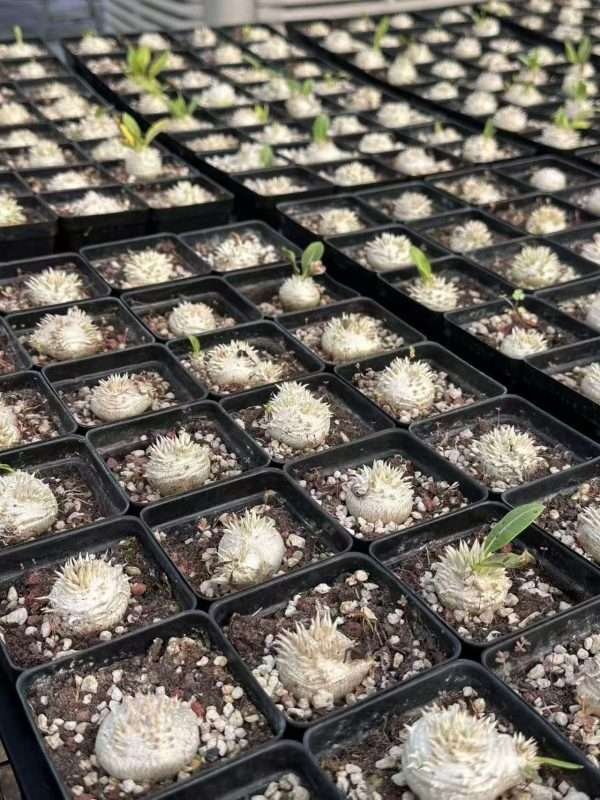 Pachypodium Brevicaule