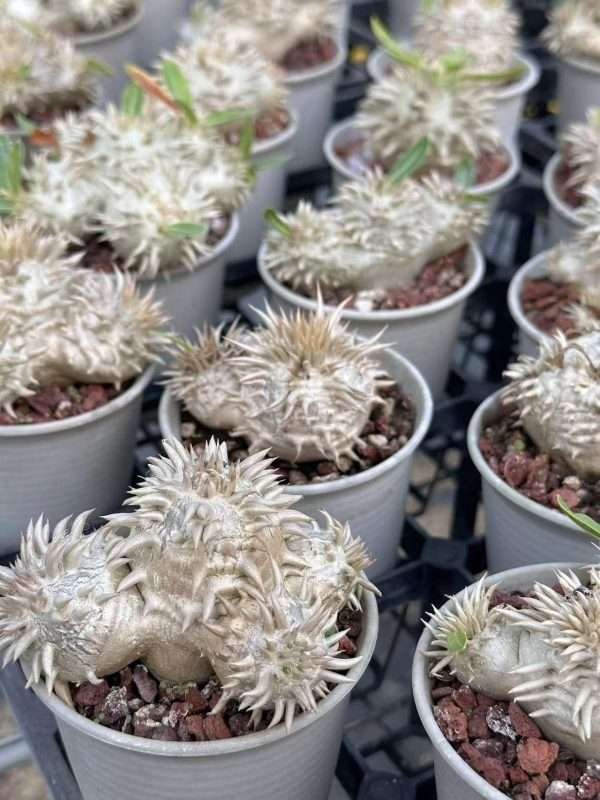 Pachypodium Brevicaule