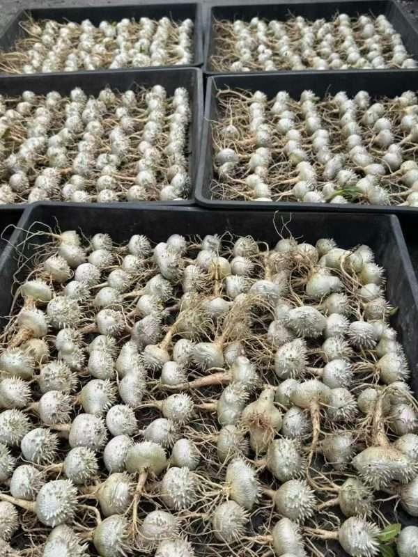 Pachypodium Brevicaule
