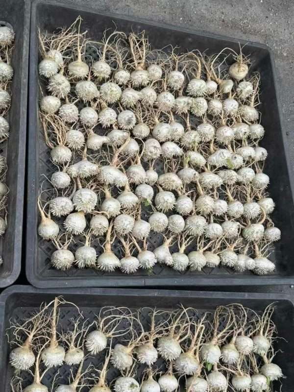 Pachypodium Brevicaule