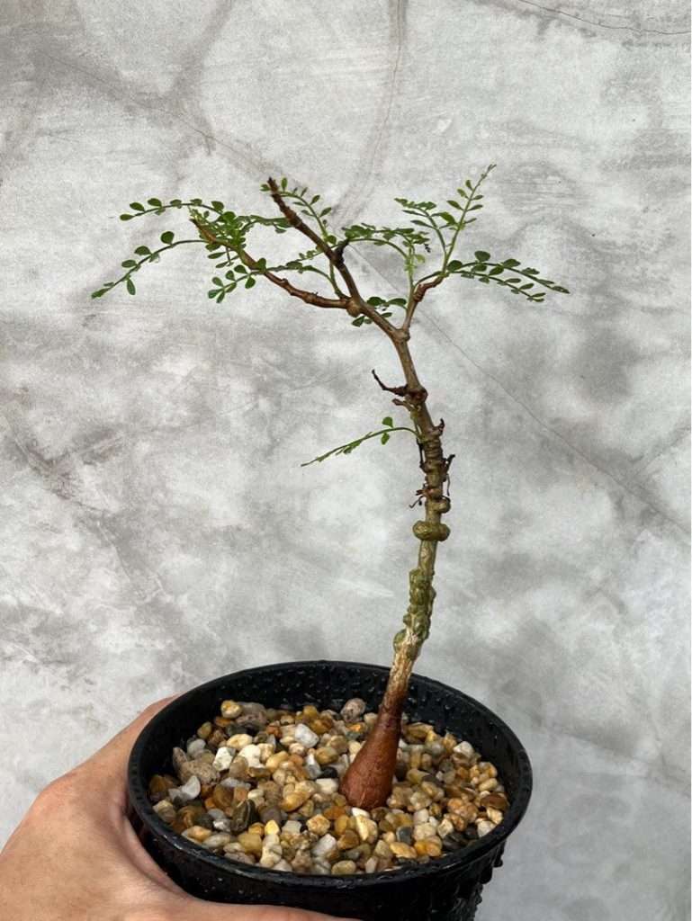 Discovering Operculicarya Pachypus: A Unique Succulent