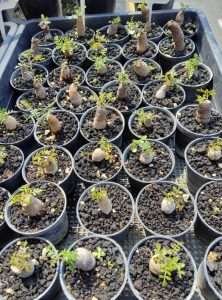 Operculicarya Pachypus Root Cutting : Care for Your Operculicarya Pachypus