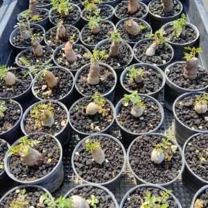 Operculicarya Pachypus Root Cutting : Care for Your Operculicarya Pachypus