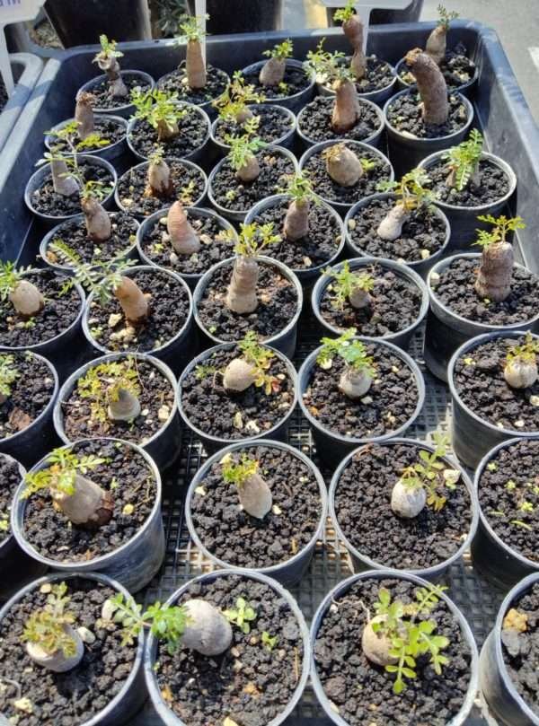 Operculicarya Pachypus Root Cutting : Care for Your Operculicarya Pachypus
