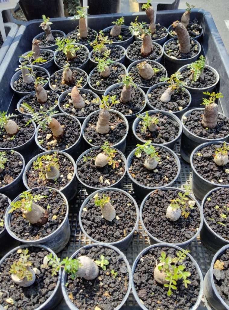 Operculicarya Pachypus Root Cutting : Care for Your Operculicarya Pachypus