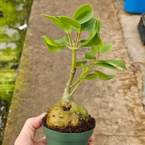 Ant Plant Hydnophytum formicarum