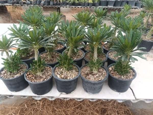 Dorstenia Gigas
