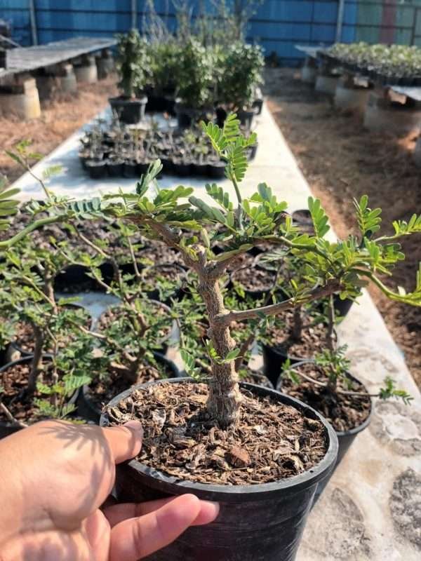 Senna Meridionalis Dwarf