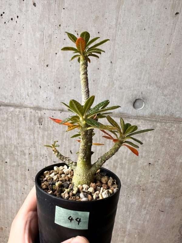 Dorstenia Gigas