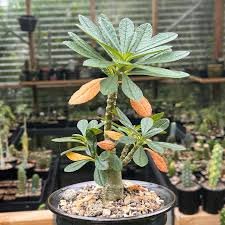 Dorstenia Gigas