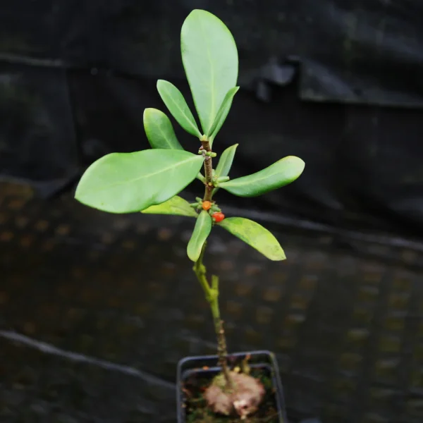 Ant Plant Hydnophytum formicarum