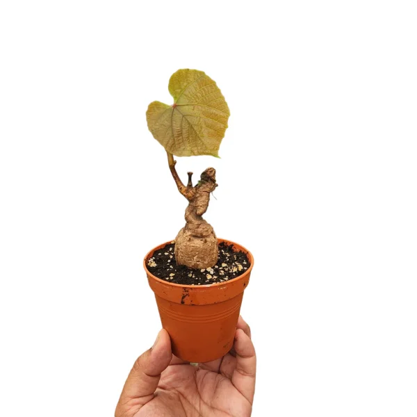 Cambodian Wild Grape Ampelocissus Martini