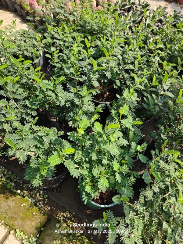 Senna Meridonalis
