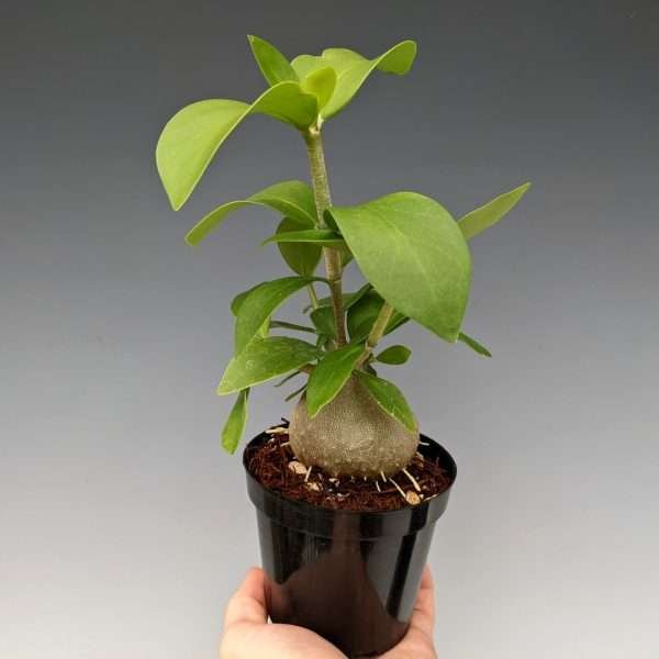 Ant Plant Hydnophytum formicarum