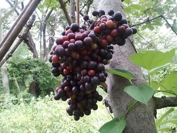 Cambodian Wild Grape Ampelocissus Martini