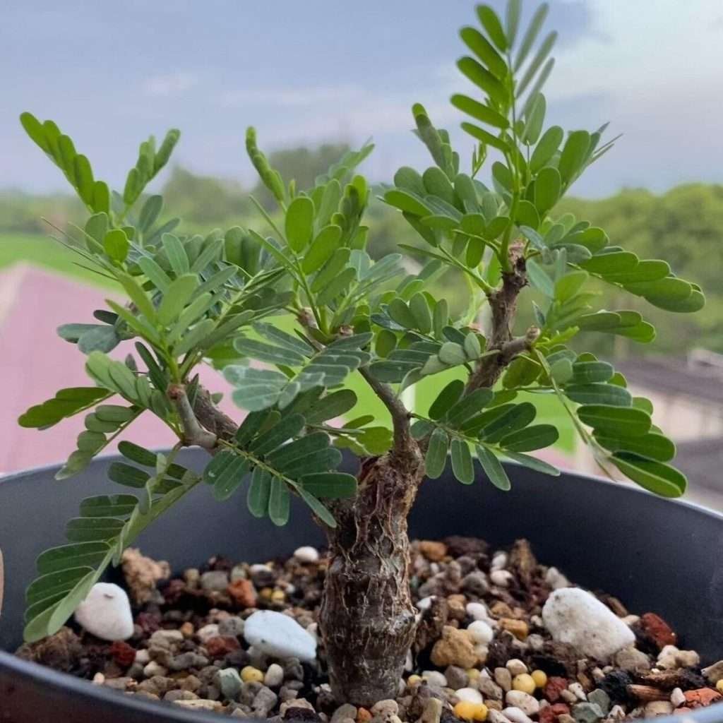 Senna Meridionalis Dwarf Rare plants