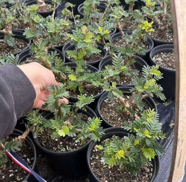 Senna Meridionalis Dwarf