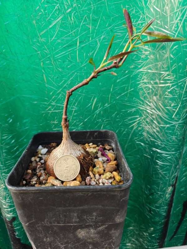 Petopentia Natalensis