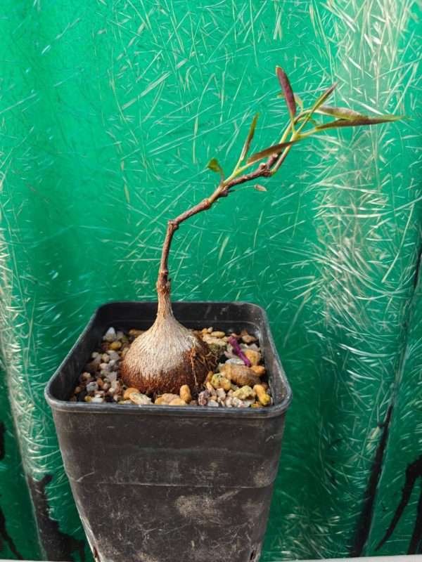 Petopentia Natalensis