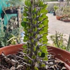 Alluaudia montagnacii
