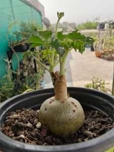 Jatropha Berlandieri