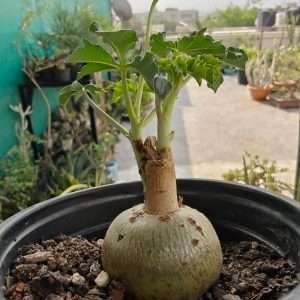 Jatropha Berlandieri