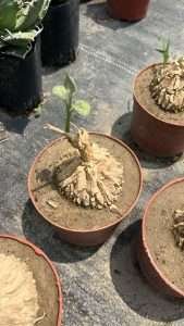 Matelea Cyclophylla