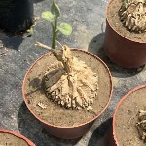 Matelea Cyclophylla