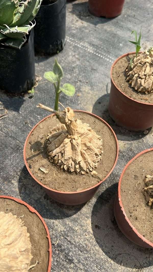 Matelea Cyclophylla