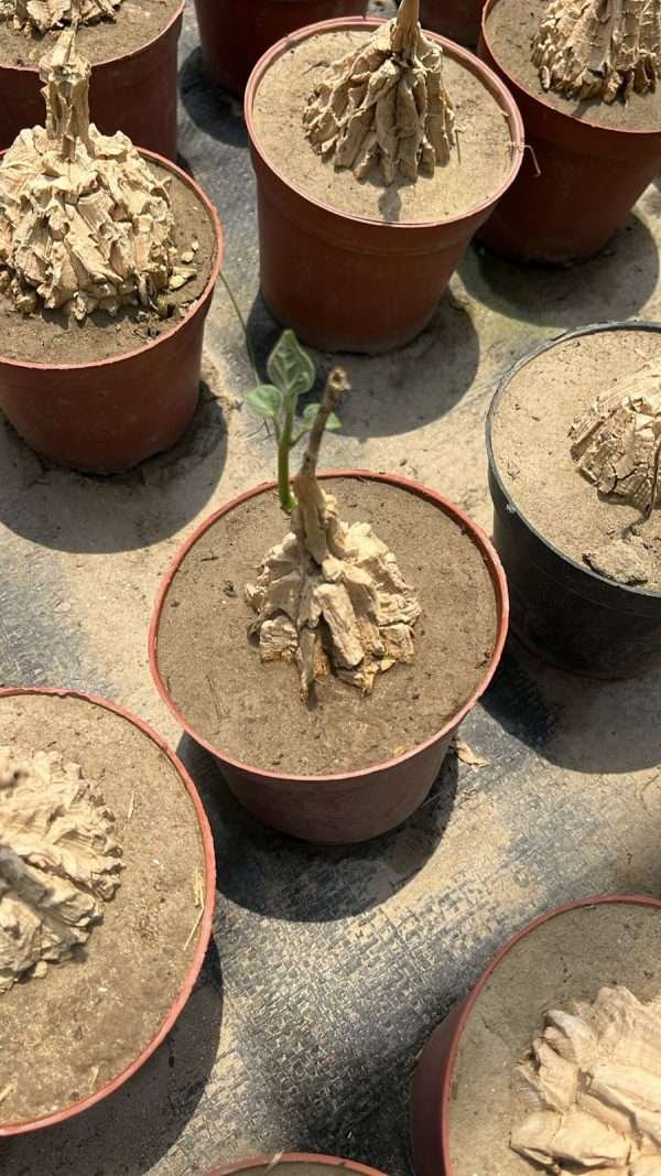 Matelea Cyclophylla