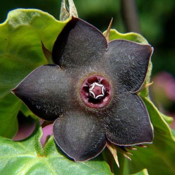 Matelea Cyclophylla