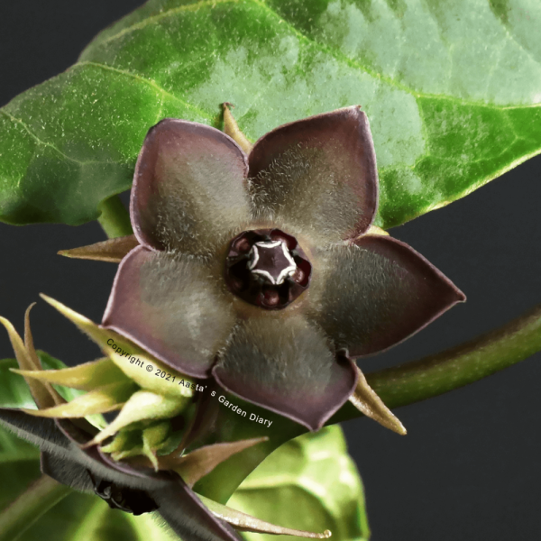 Matelea Cyclophylla