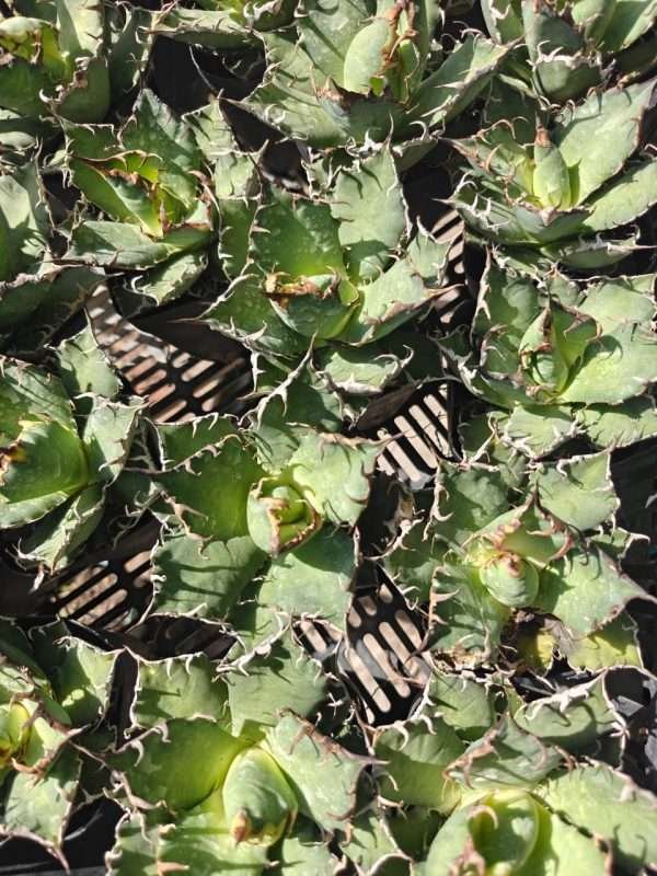 Agave Titanota Caeser