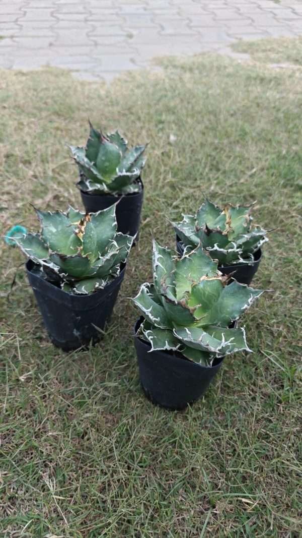 Agave Titanota Caeser