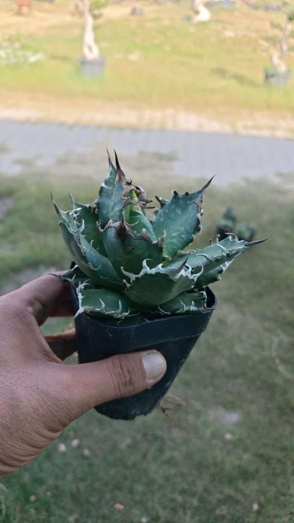 Agave Titanota Caeser