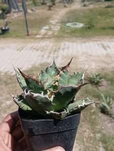 Agave Titanota Caesar