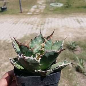 Agave Titanota Caesar