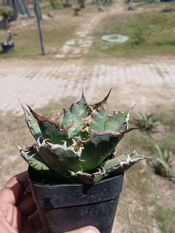 Agave Titanota Caesar
