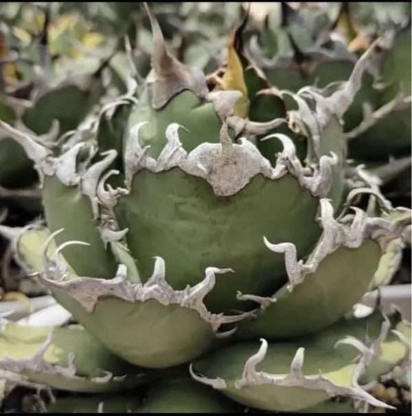 Agave Titanota Caeser