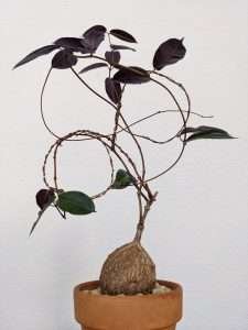 Home Petopentia Natalensis