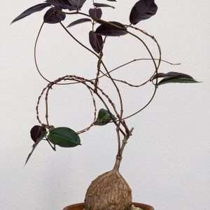 Petopentia Natalensis